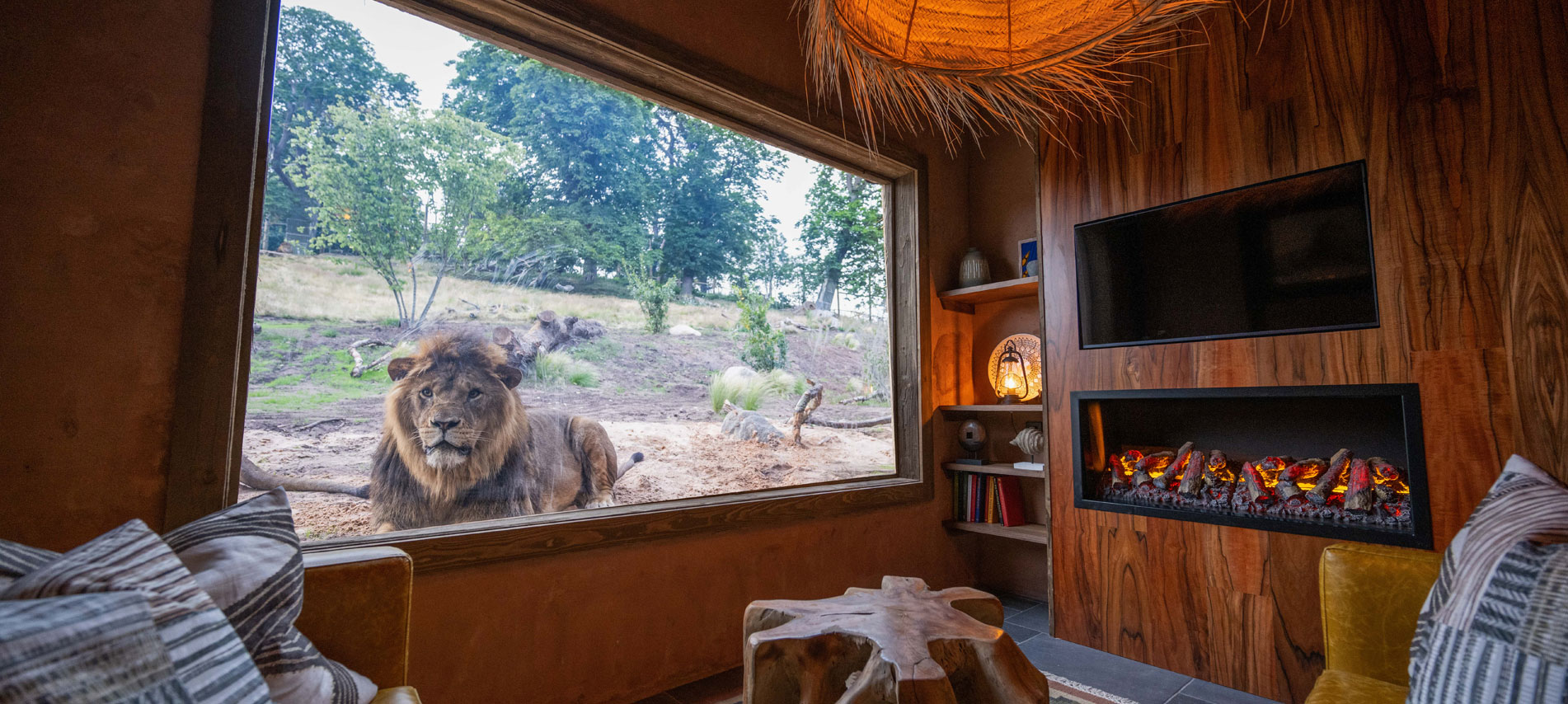 Lion visible through the window of the lodge