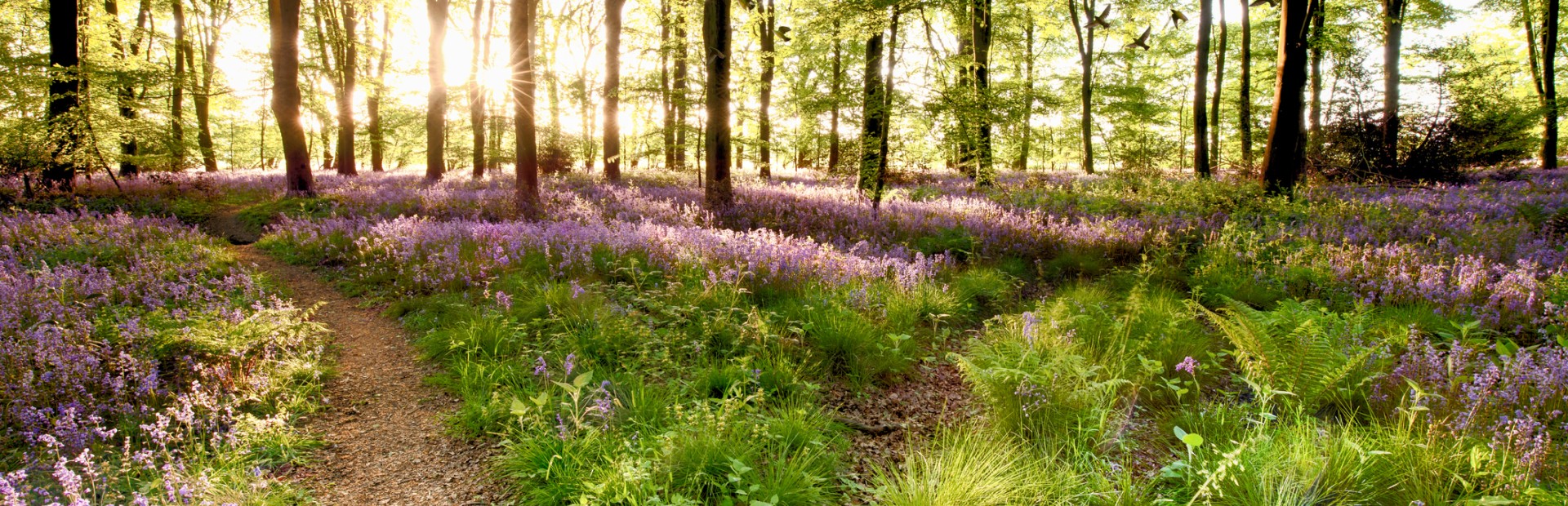 Woodland in Sunshine