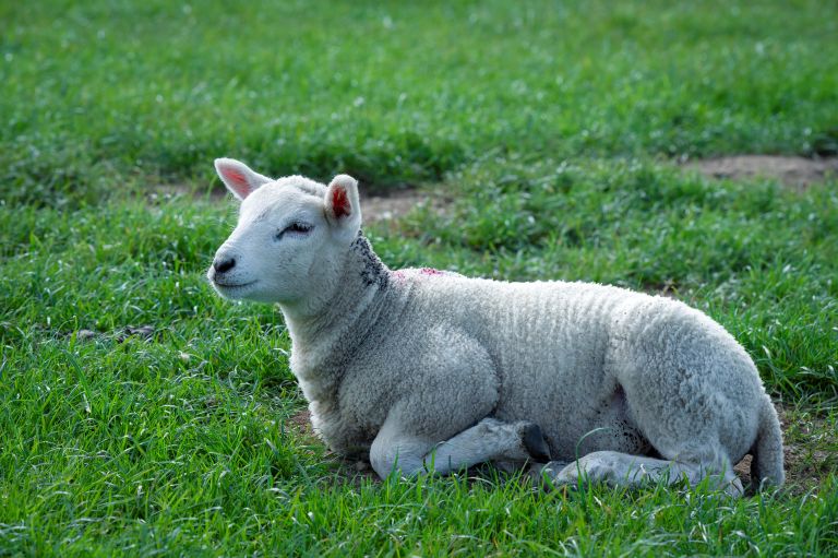 Sheep
