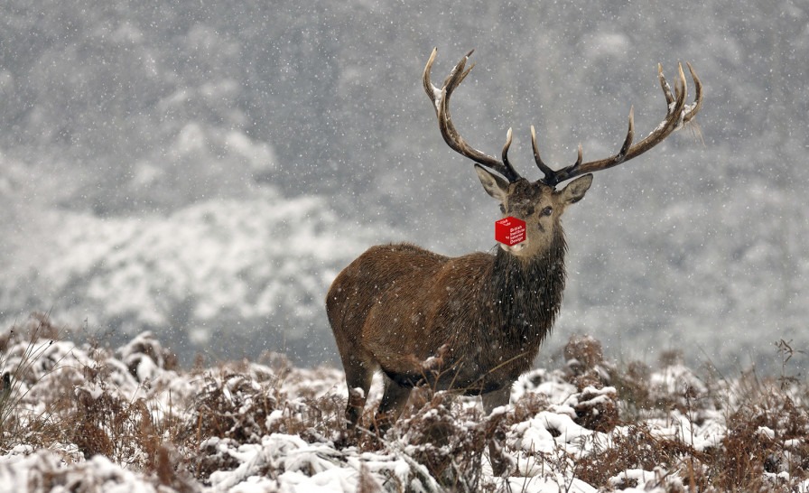 BIID Rudolph