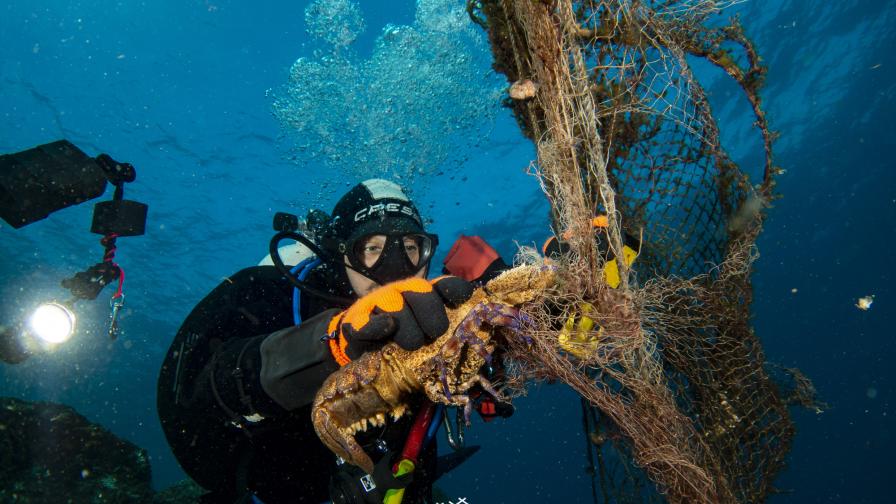 Healthy Seas - Lobster caught in abandoned fishing net