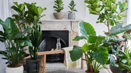 Biophilic Design Studio and Online Plant & Ceramics Store