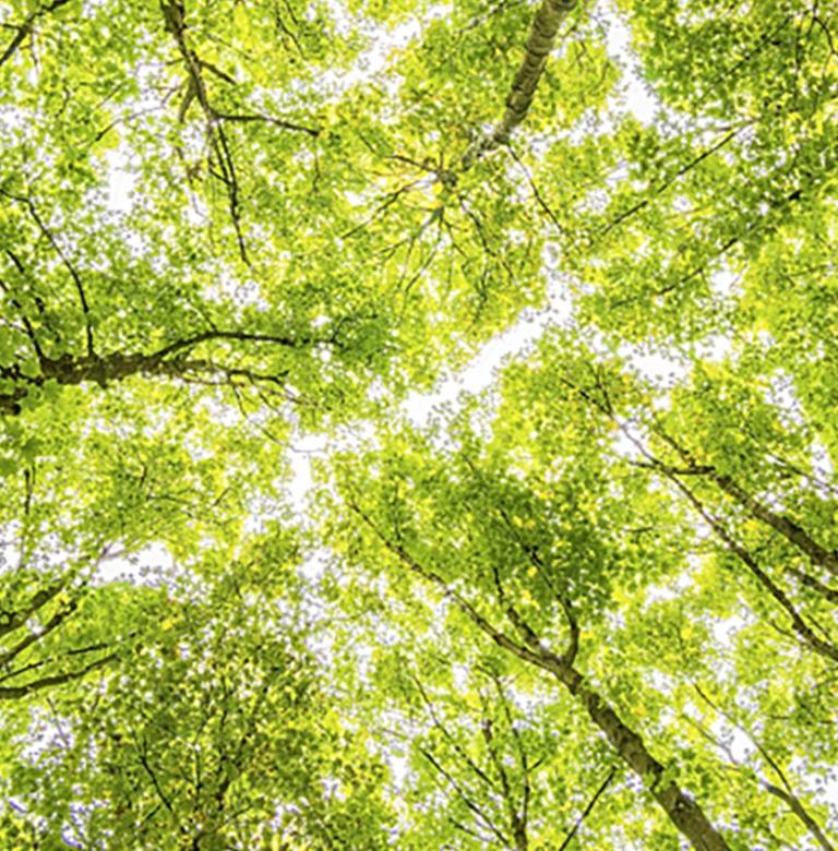 Sun shining through tall trees in a forest.